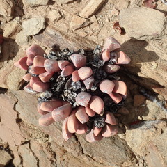 Cerochlamys pachyphylla