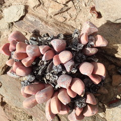 Cerochlamys pachyphylla