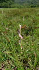 Spiranthes sinensis