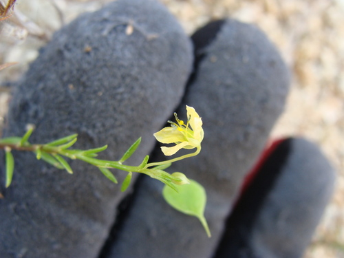 Cleome hemsleyana (Cleome hemsleyana)