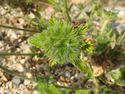 Image of Turnera pumilea by (c) Alexis López Hernández, some rights reserved (CC BY)