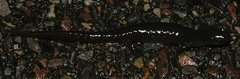 Ambystoma 'unisexual complex'