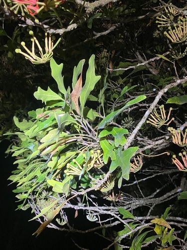 Foto de Tulipeira-do-gabão
