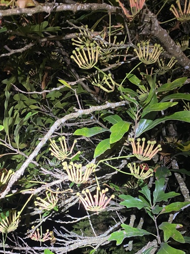 Foto de Tulipeira-do-gabão