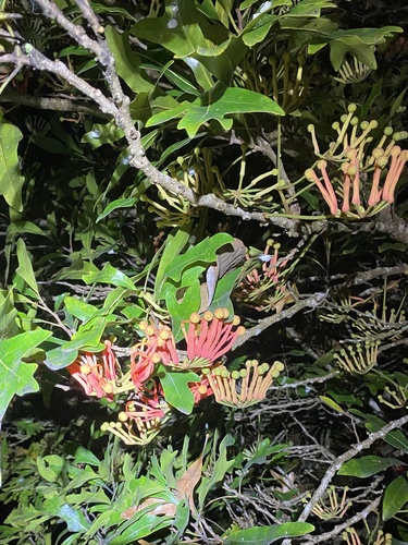 Tulipeira-do-gabão