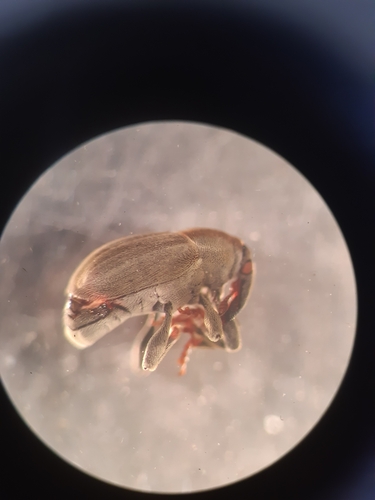 Sibinia attalica