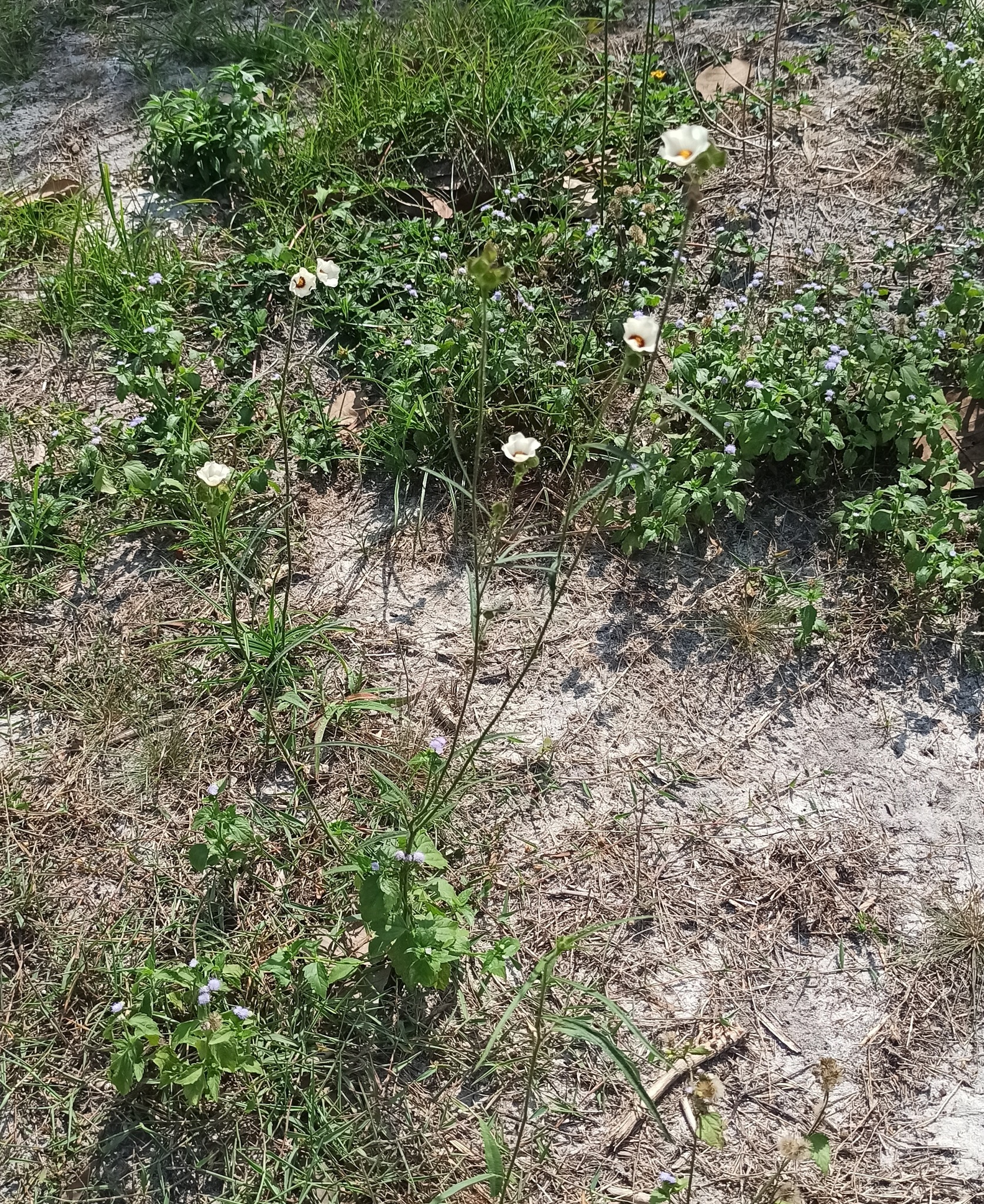 Sida linifolia (Sida linifolia)