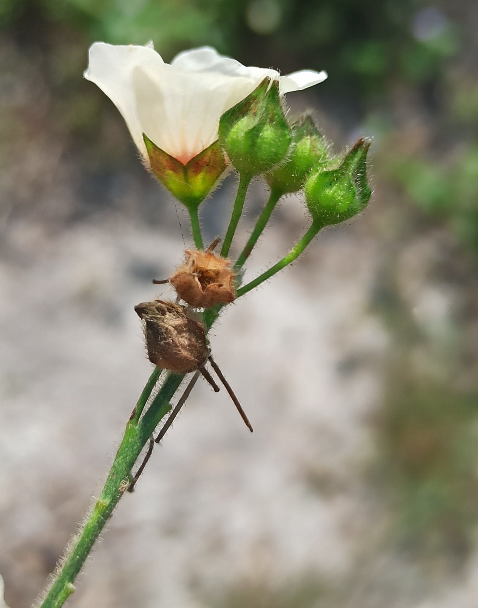 Sida linifolia — ảnh 2