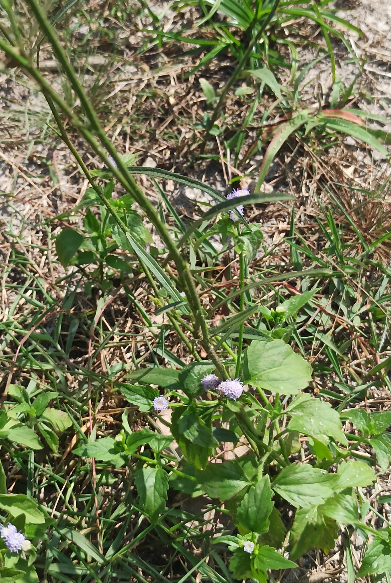 Sida linifolia — ảnh 3