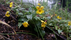 Viola purpurea quercetorum