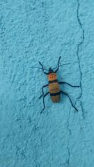 Chauliognathus nigrocinctus
