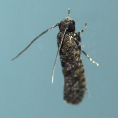 Lepidoptera