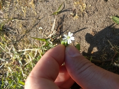 Stellaria neglecta