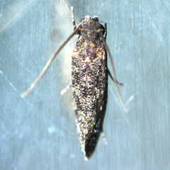 Lepidoptera