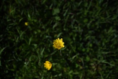 Castilleja exserta