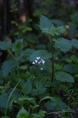 Castilleja exserta