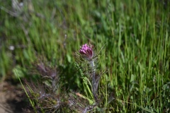 Castilleja exserta