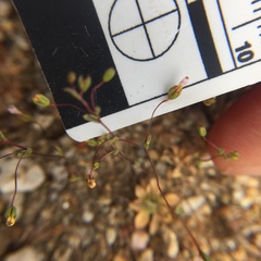 Nemacladus breviflorus