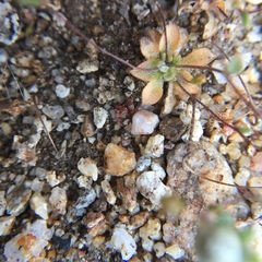 Nemacladus breviflorus