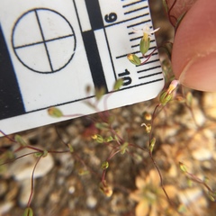 Nemacladus breviflorus