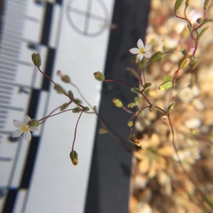 Nemacladus breviflorus