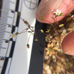 Nemacladus breviflorus