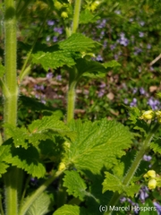 Scrophularia vernalis