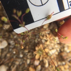 Nemacladus breviflorus