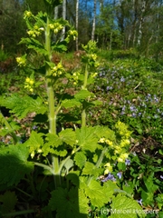Scrophularia vernalis