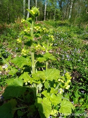 Scrophularia vernalis