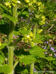 Scrophularia vernalis