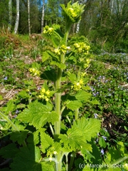 Scrophularia vernalis