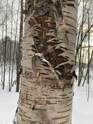 Prunus glandulifolia