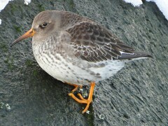 Purple Sandpiper photo 5