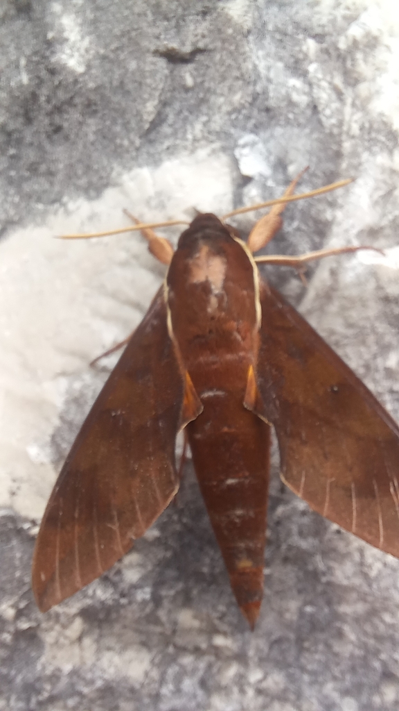Gnathothlibus dabrera
