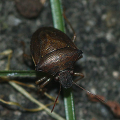 Hemiptera