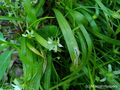 Gagea lutea