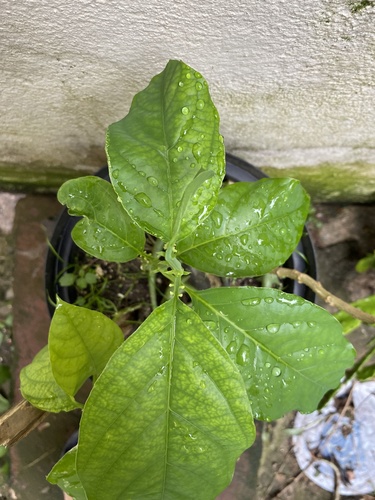 Foto de Maracujá-Doce