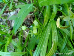 Gagea lutea