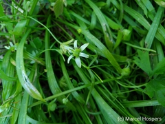 Gagea lutea