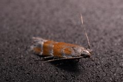 Battaristis vittella