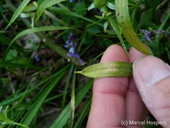 Gagea lutea