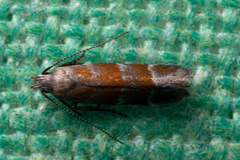 Battaristis vittella