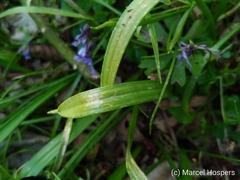 Gagea lutea