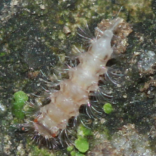 Polyxenidae