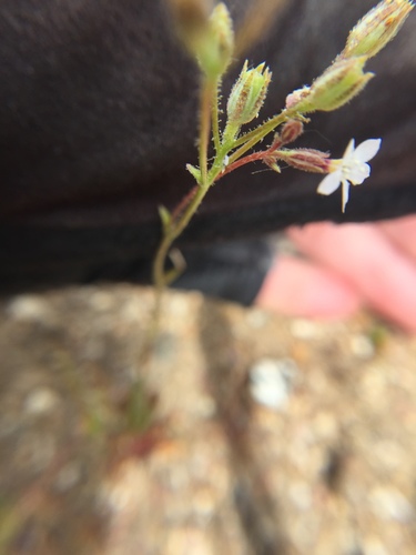 Coastal gilia (Gilia diegensis)