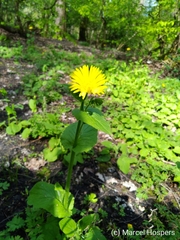 Doronicum
