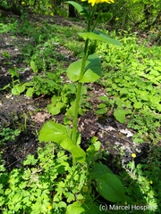 Doronicum
