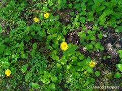 Doronicum