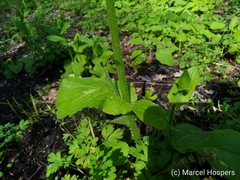 Doronicum